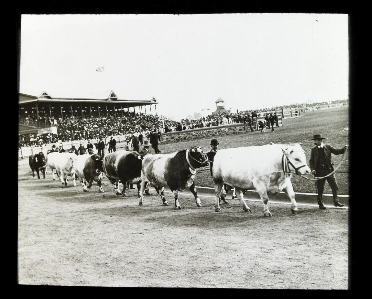 Cattle parade at the Royal Melbourne Show (1906–14)