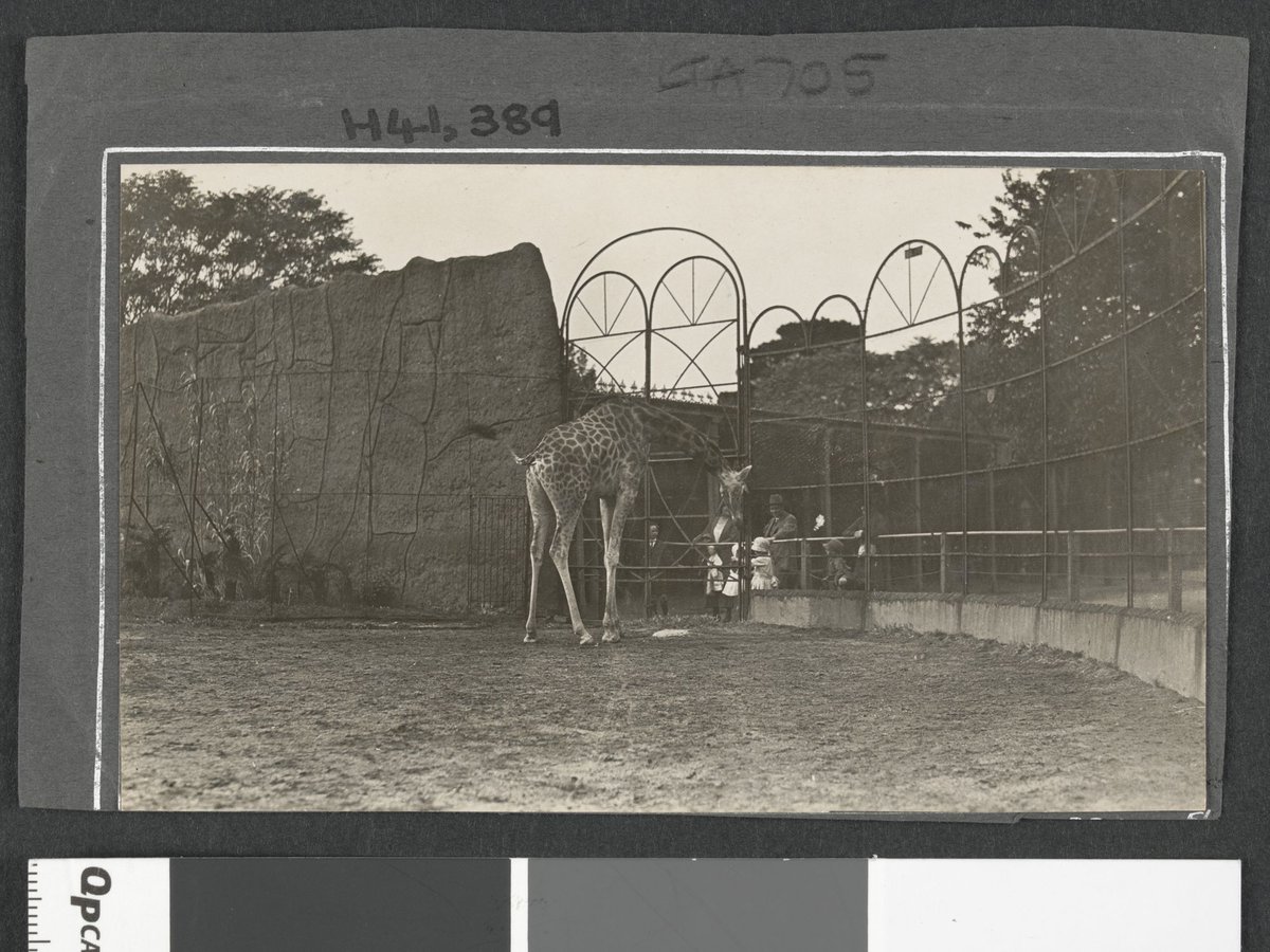 Animals at the Royal Melbourne Zoo, Parkville (1921)