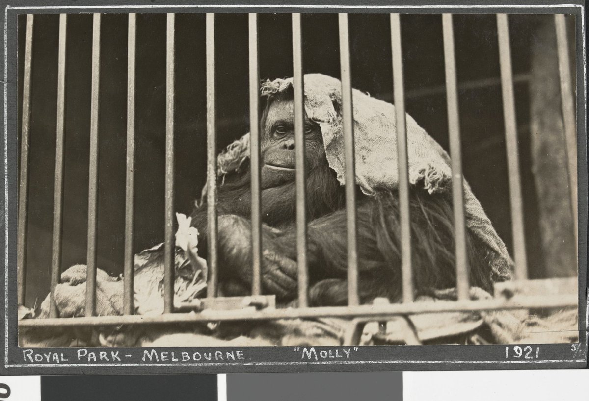 Animals at the Royal Melbourne Zoo, Parkville (1921)