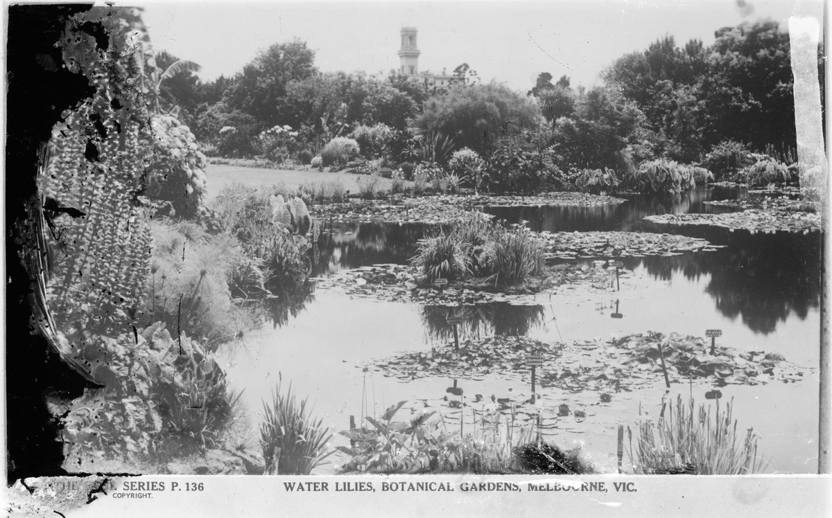 Water-lillies, Botanical Gardens, Melbourne, Vic, Melbourne City (1920–54)