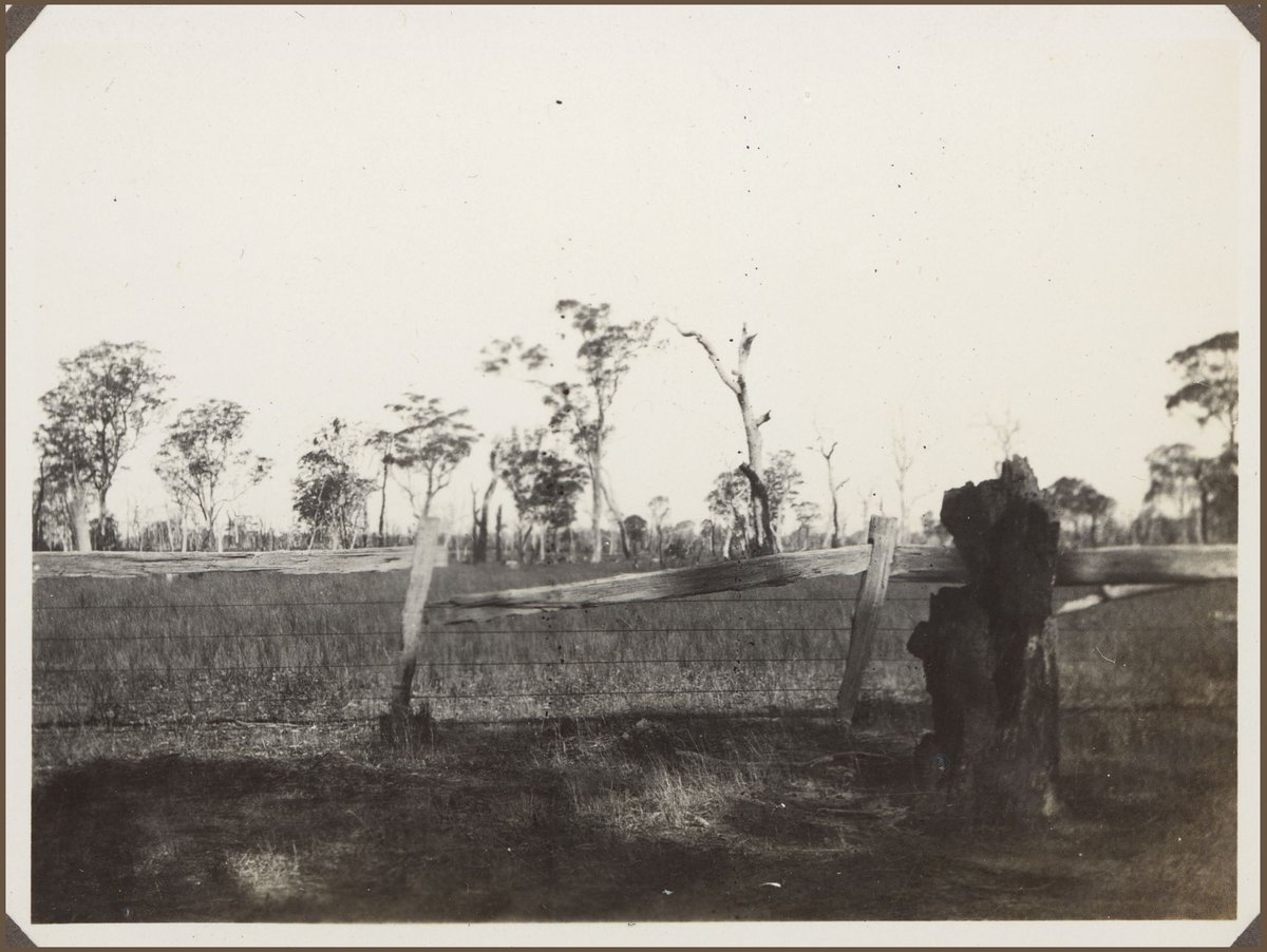 Characteristic of thousands of acres between Orbost and Melbourne (Victoria) (1927)