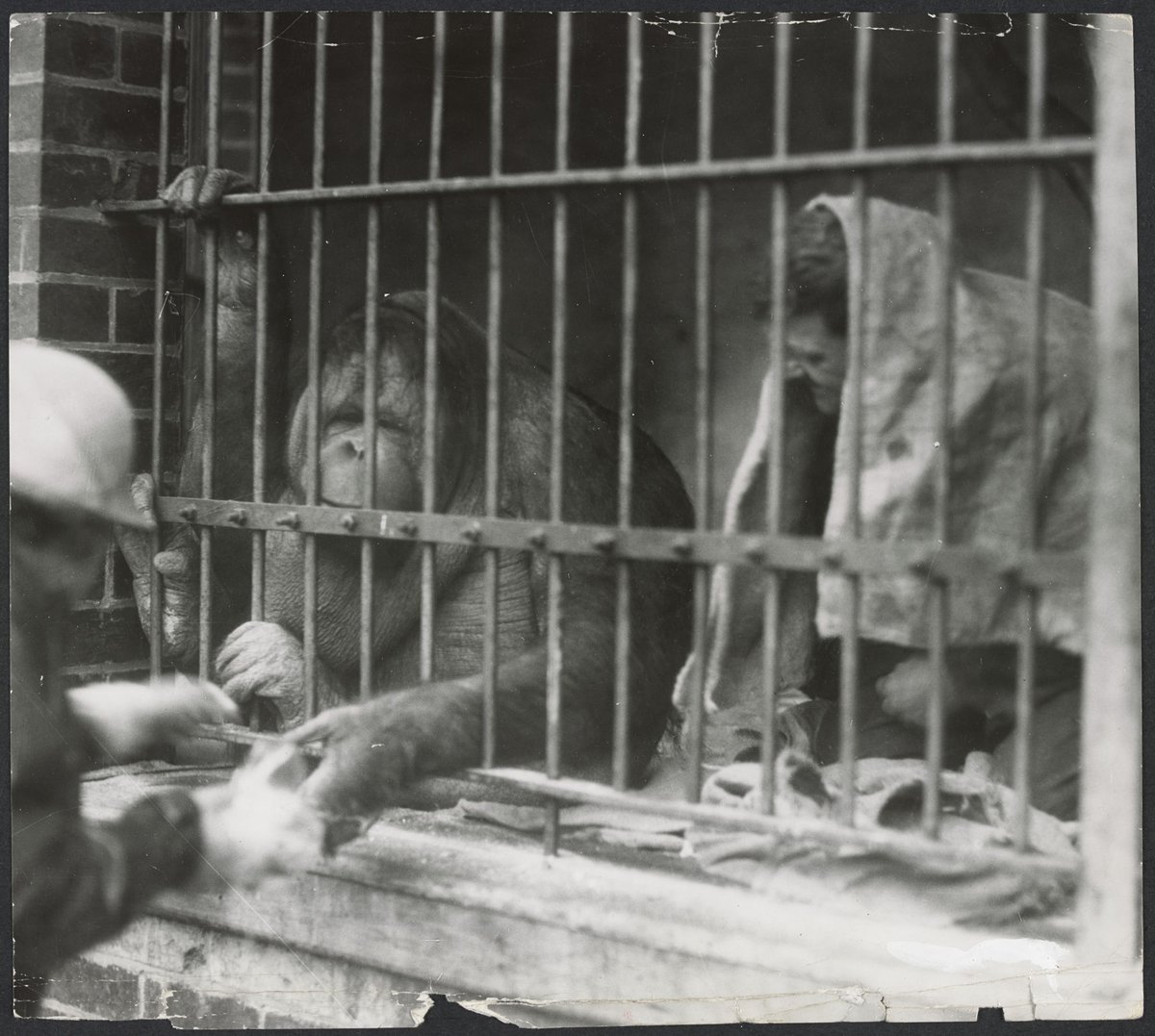 Chimpanzees and other primates at Melbourne Zoo, Parkville (1929–50)