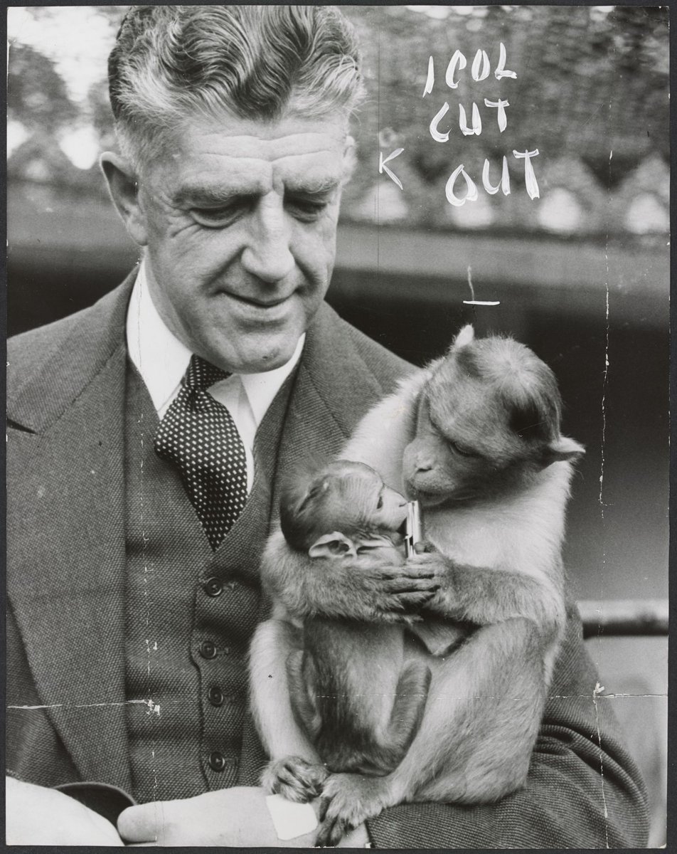 Chimpanzees and other primates at Melbourne Zoo, Parkville (1929–50)