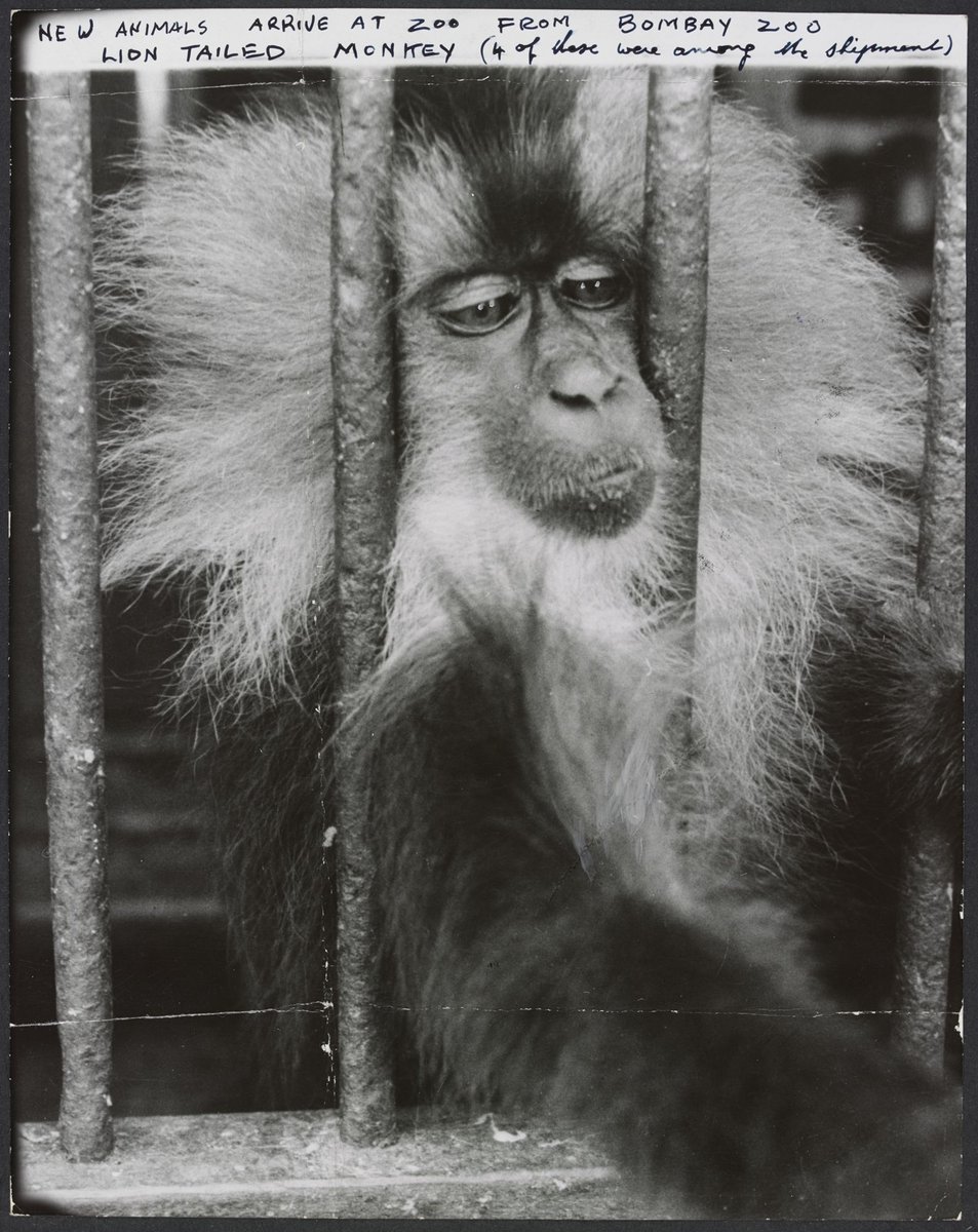 Chimpanzees and other primates at Melbourne Zoo, Parkville (1929–50)