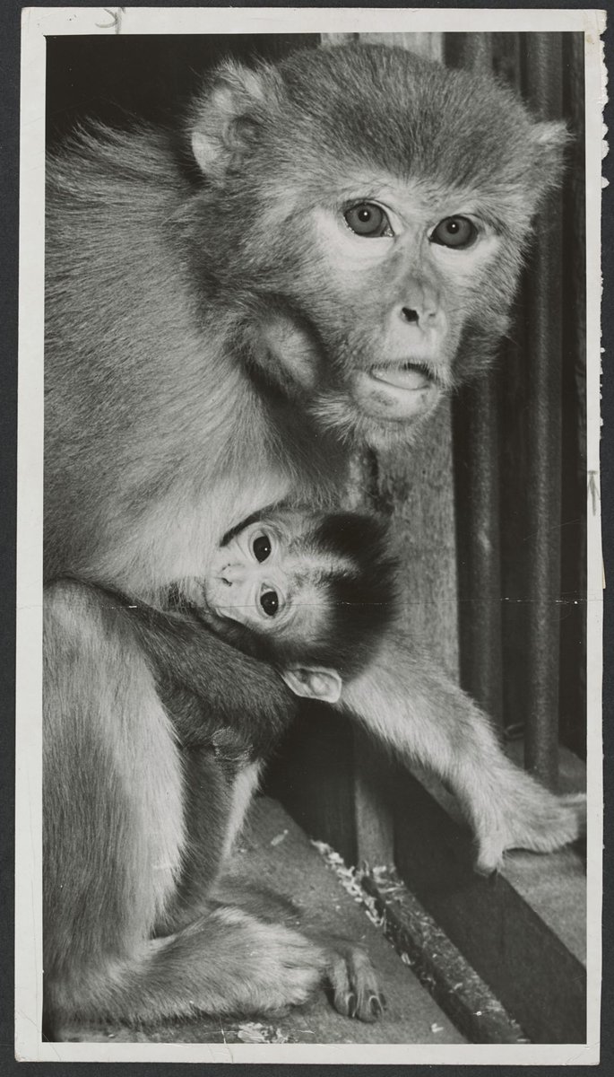 Chimpanzees and other primates at Melbourne Zoo, Parkville (1929–50)
