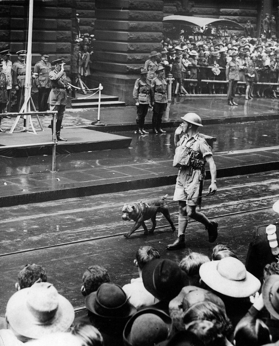 Bulldog mascot passing saluting base at Melbourne Town Hall during march, Melbourne City (1938–44)