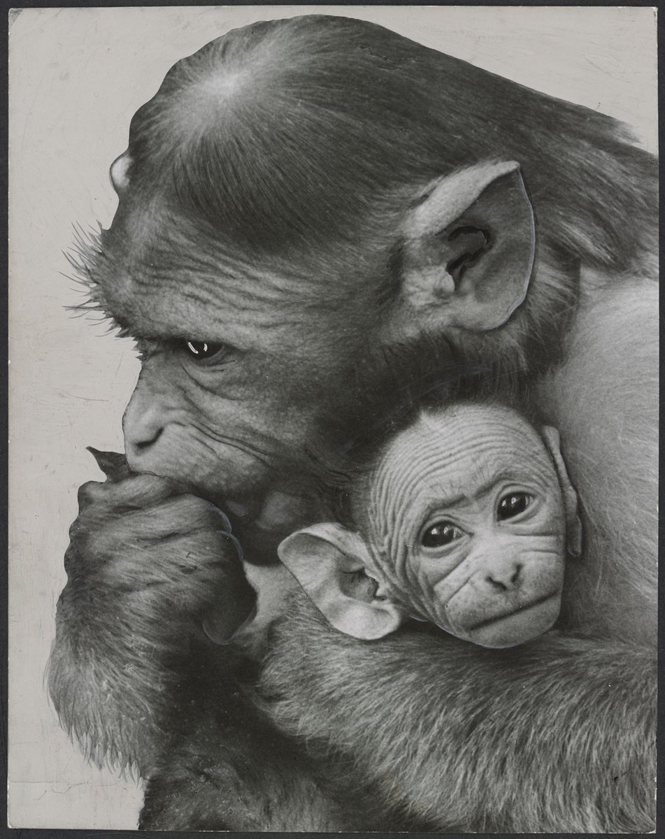 Chimpanzees and other primates at Melbourne Zoo, Parkville (1929–50)