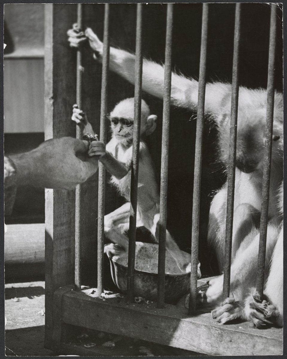 Chimpanzees and other primates at Melbourne Zoo, Parkville (1929–50)