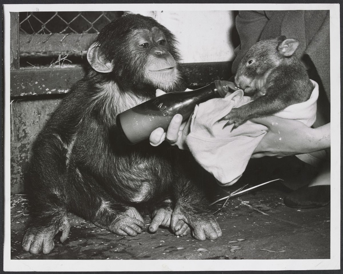 Chimpanzees and other primates at Melbourne Zoo, Parkville (1929–50)