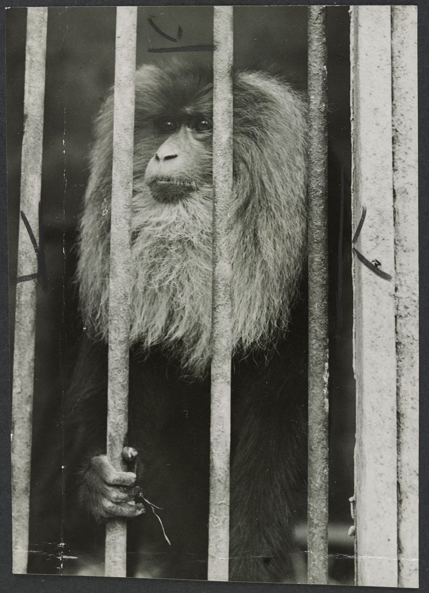 Chimpanzees and other primates at Melbourne Zoo, Parkville (1929–50)