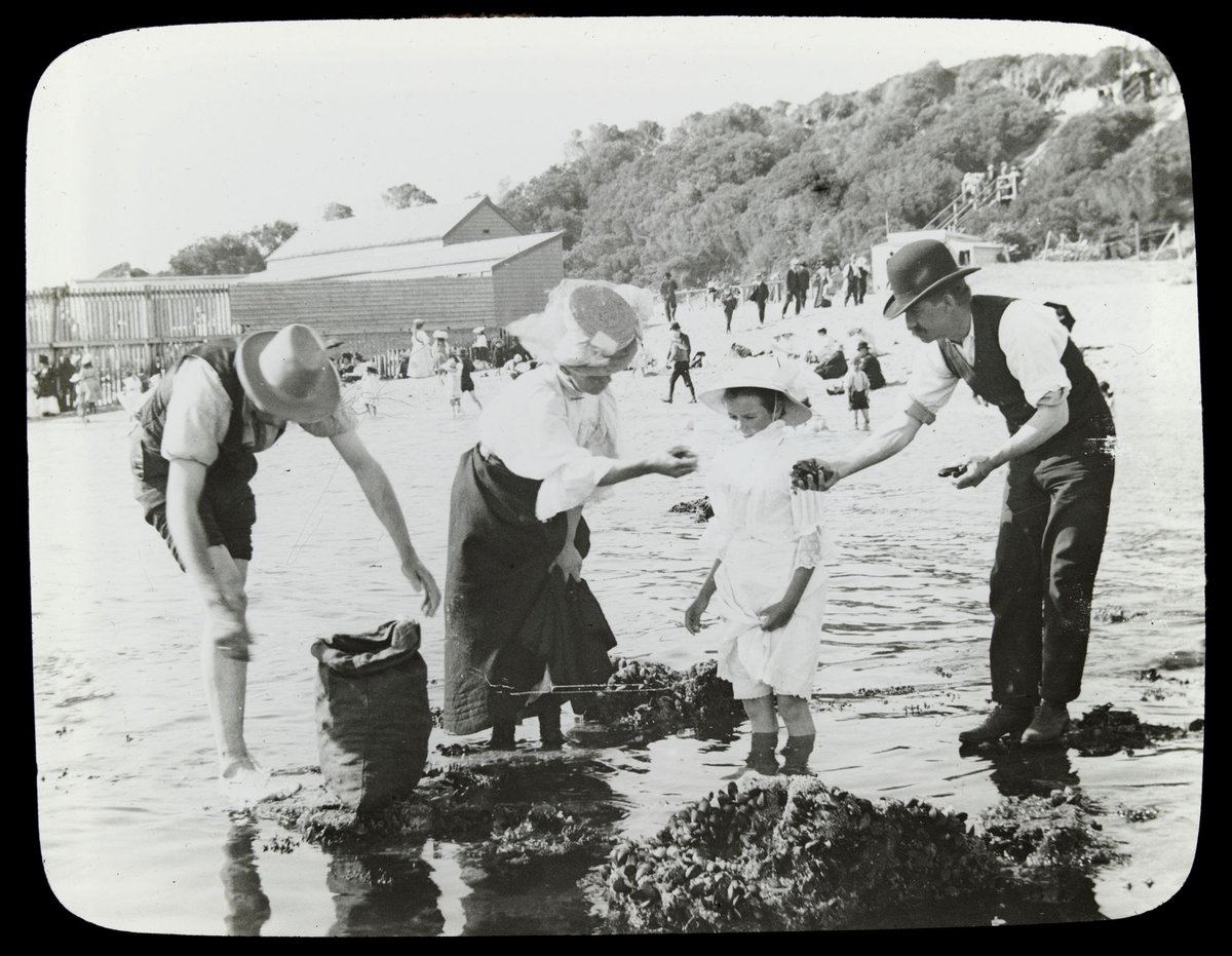 Collecting mussels, Sandringham (1906–14)