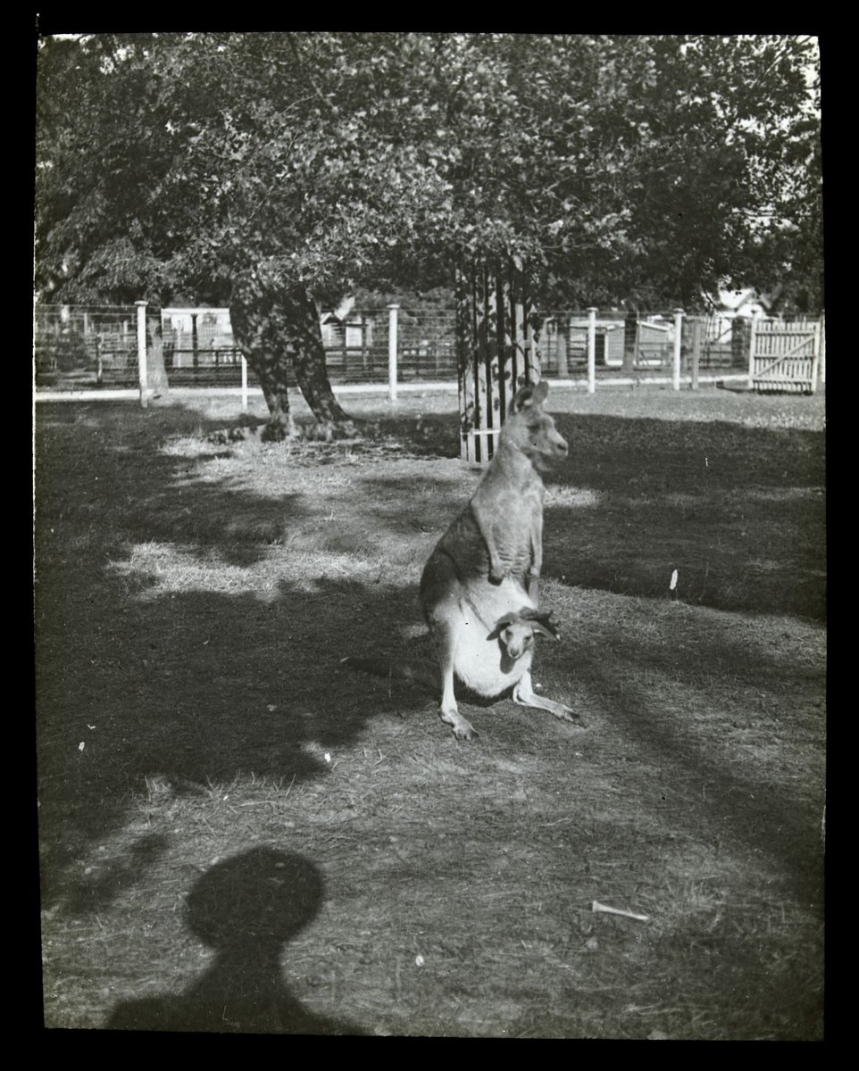 Kangaroo in Melb. [i.e. Melbourne] Zoo (1900–05)