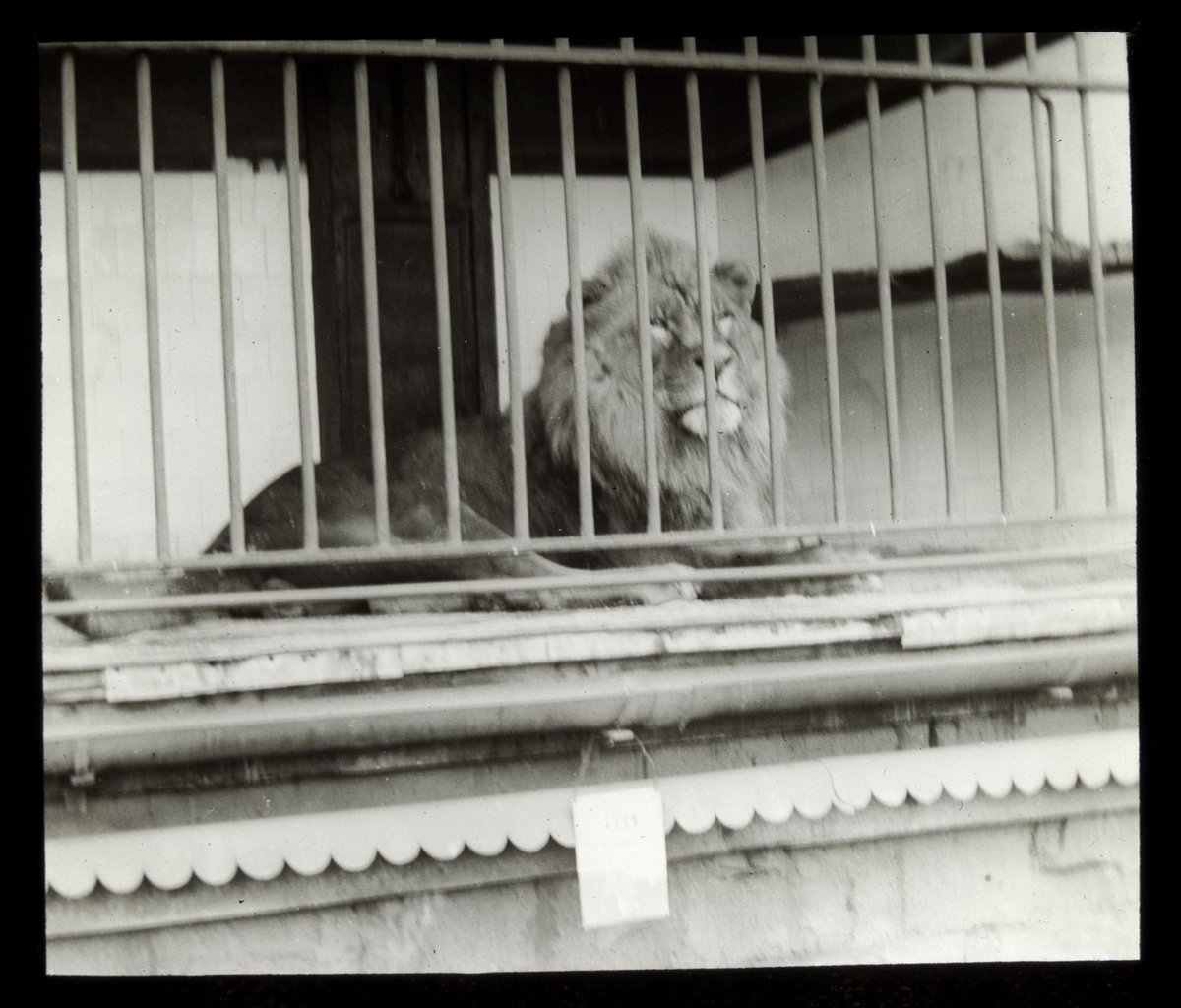 Lion in a cage at the Melbourne Zoo, Parkville (1906–14)