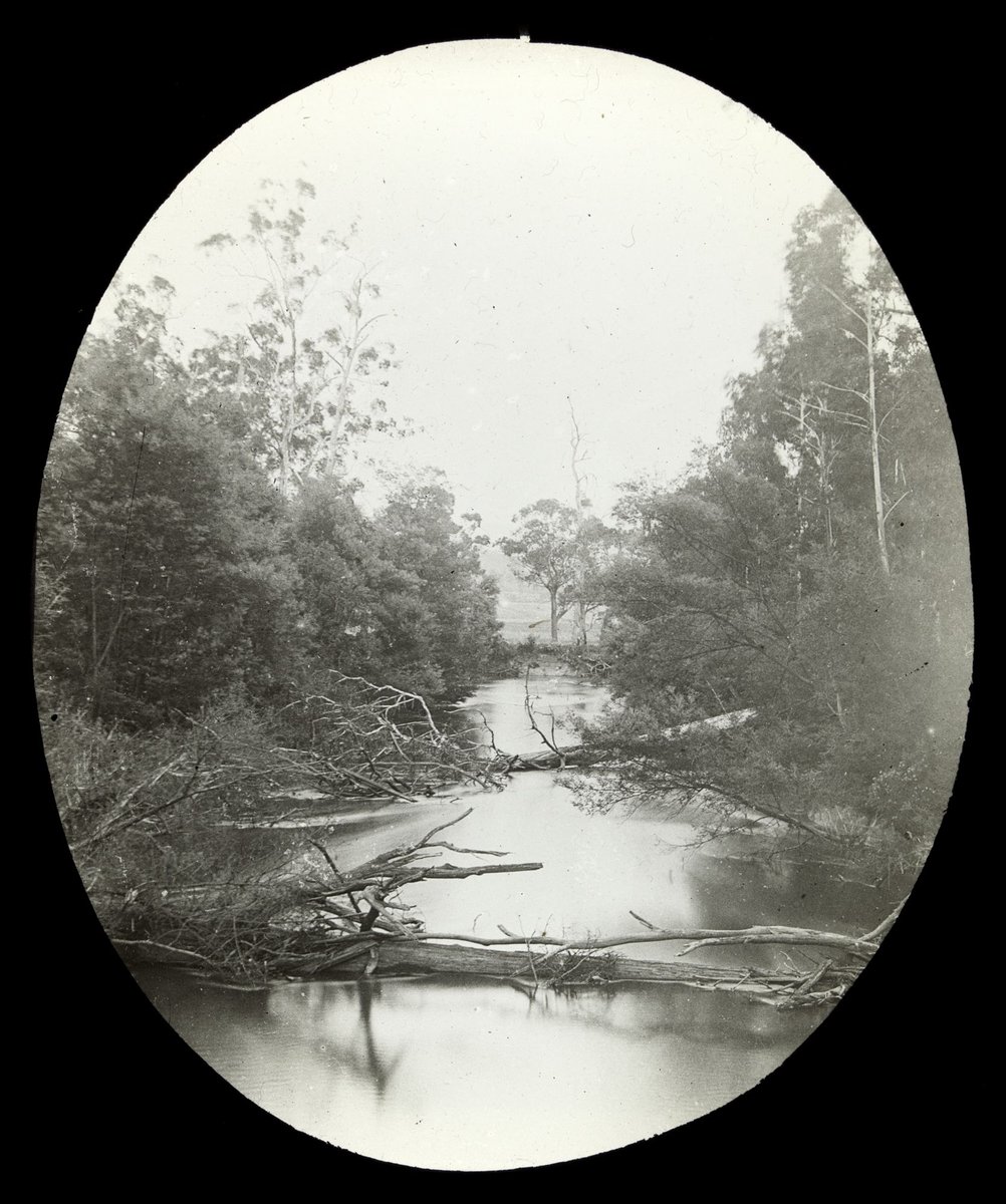 Fallen trees in the Yarra River, country Victoria (1909)