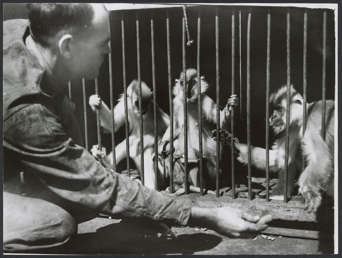 Chimpanzees and other primates at Australian zoos, mainly Melbourne zoo, Parkville (1937–54)