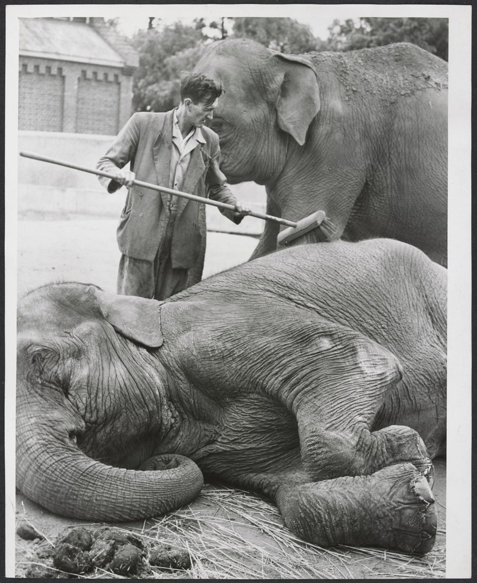Peggy, the Melbourne Zoo elephant being given a pedicure and brush by keeper Carl Mackaway, Parkville (1949–54)