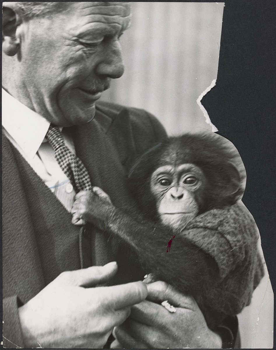 Chimpanzees and other primates at Australian zoos, mainly Melbourne zoo, Parkville (1937–54)