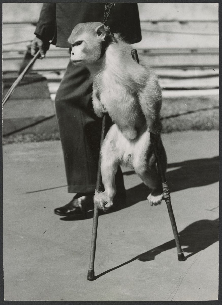 Chimpanzees and other primates at Australian zoos, mainly Melbourne zoo, Parkville (1937–54)