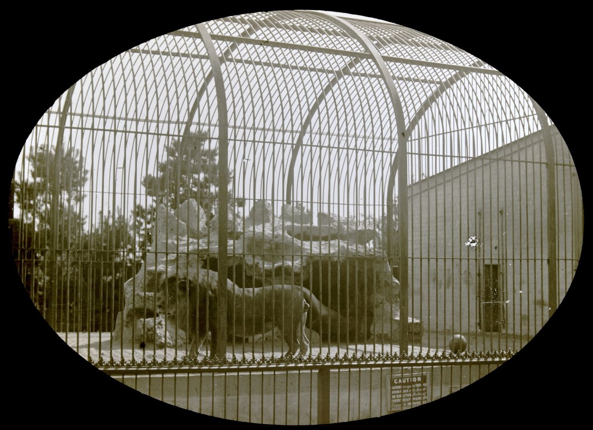 Lion in Royal Park Melbourne, Parkville (1860–1930)