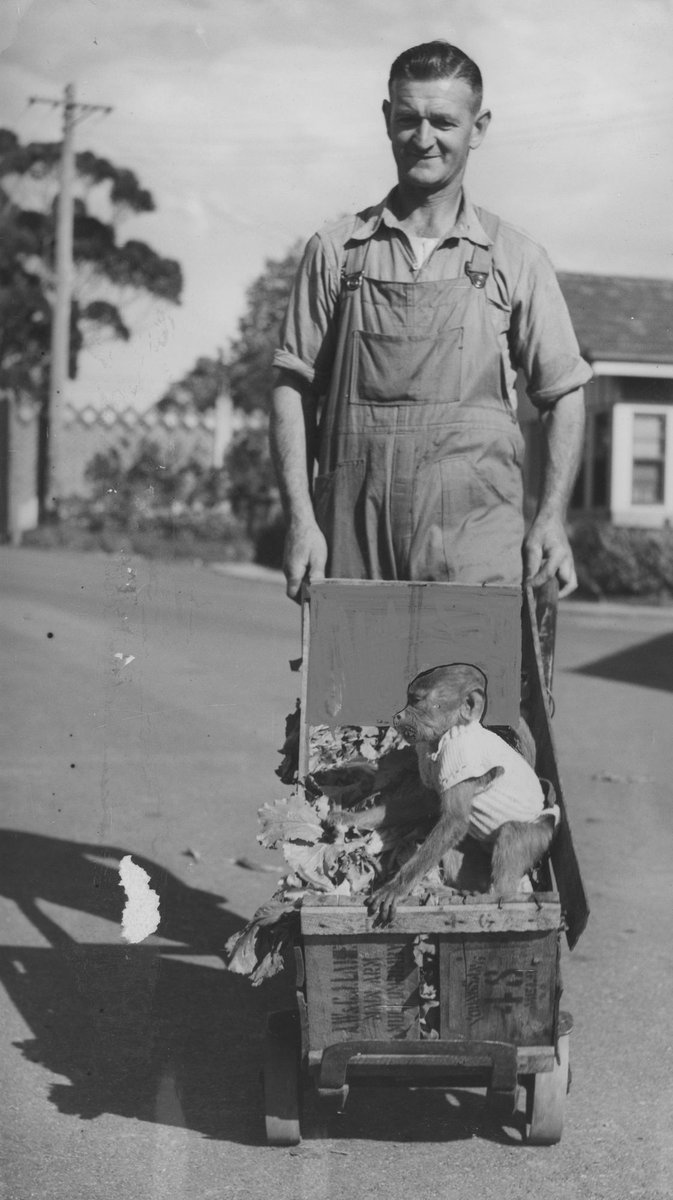 Chimpanzees and other primates at Australian zoos, mainly Melbourne zoo, Parkville (1937–54)