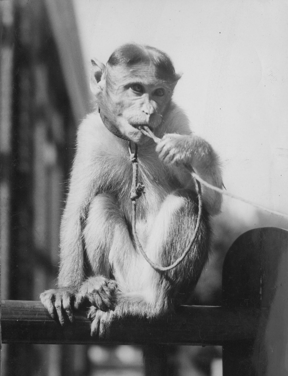 Chimpanzees and other primates at Australian zoos, mainly Melbourne zoo, Parkville (1937–54)