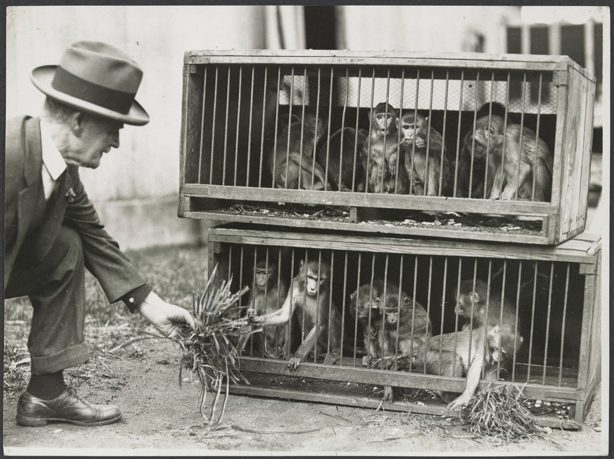 Chimpanzees and other primates at Australian zoos, mainly Melbourne zoo, Parkville (1937–54)