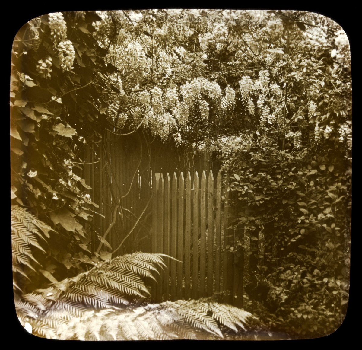 Powlett St. East Melbourne (1875–1938)