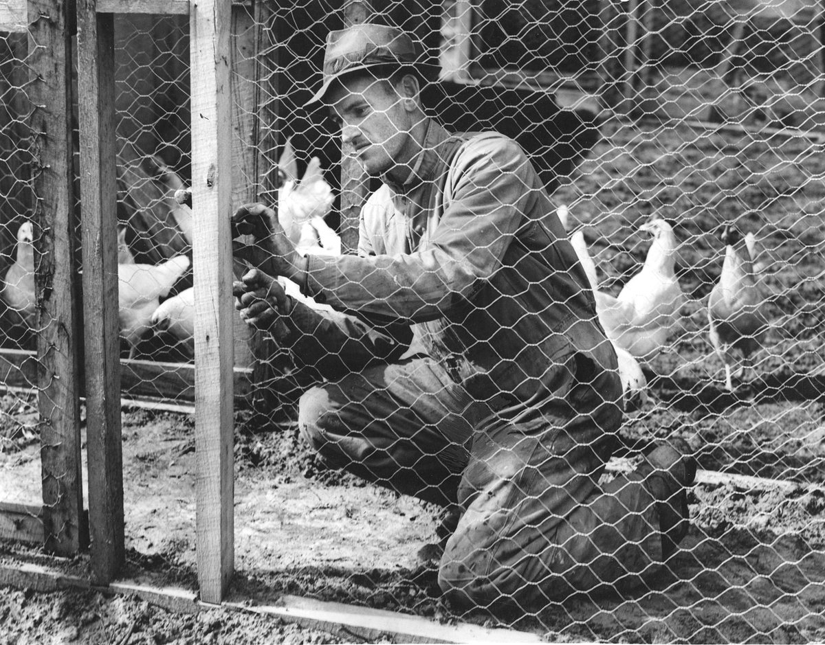 Mr. Gordon Price ... building one of his sheds on his poultry farm at East Ringwood, Ringwood East (c. 1945)
