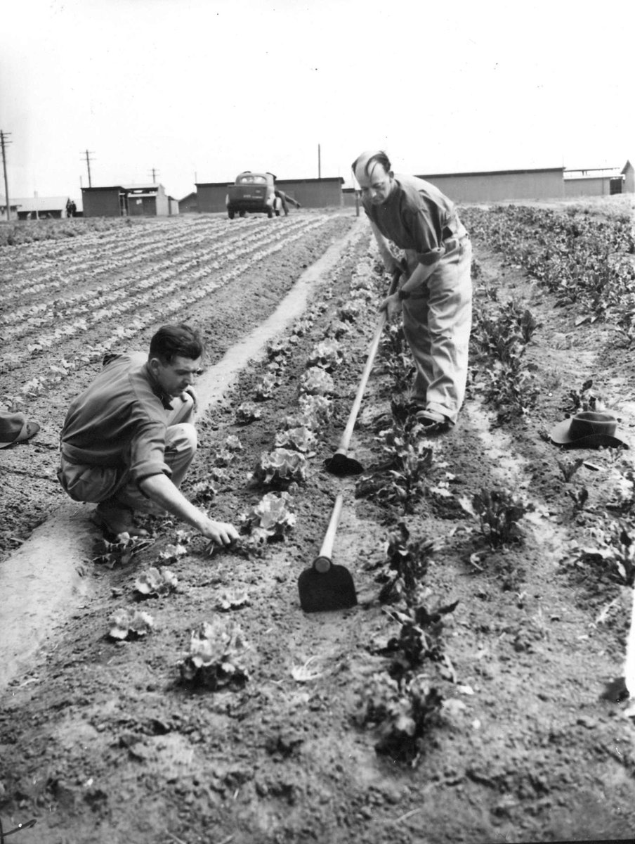 Pvte D. W. Betts & Pvte A. W. Biddle at work in the garden patch at Royal Park camp, Parkville (c. 1943)