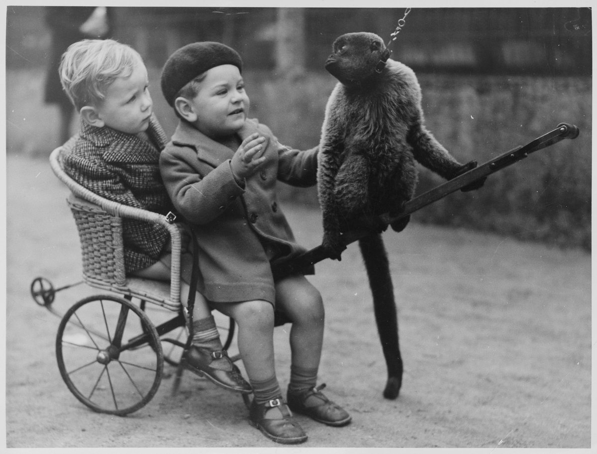 Chimpanzees and other primates at Australian zoos, mainly Melbourne zoo, Parkville (1937–54)