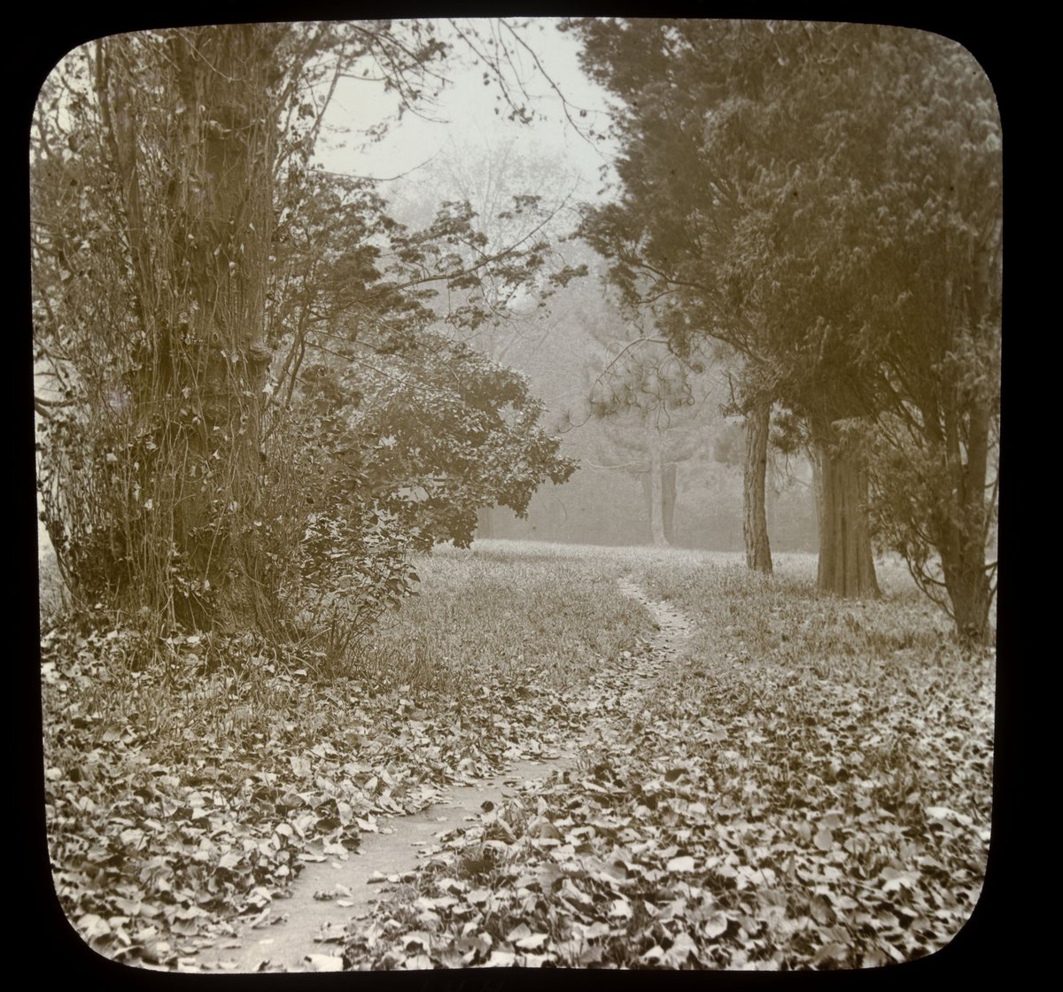 A footpath, Fitzroy Gardens, Melbourne [in autumn], East Melbourne (1875–1938)