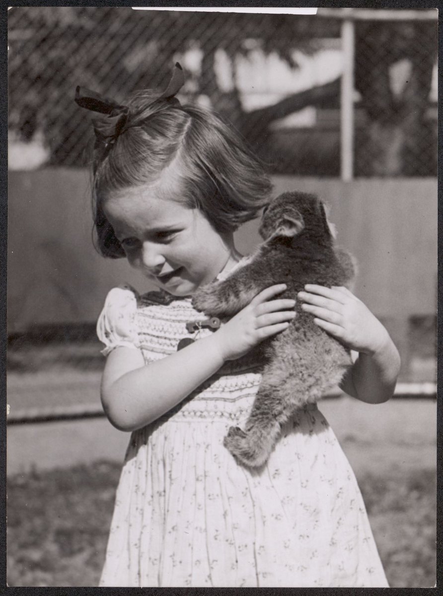 Janice Robinson and Jack Pinches at Melbourne zoo with baby koala, Parkville (1944)