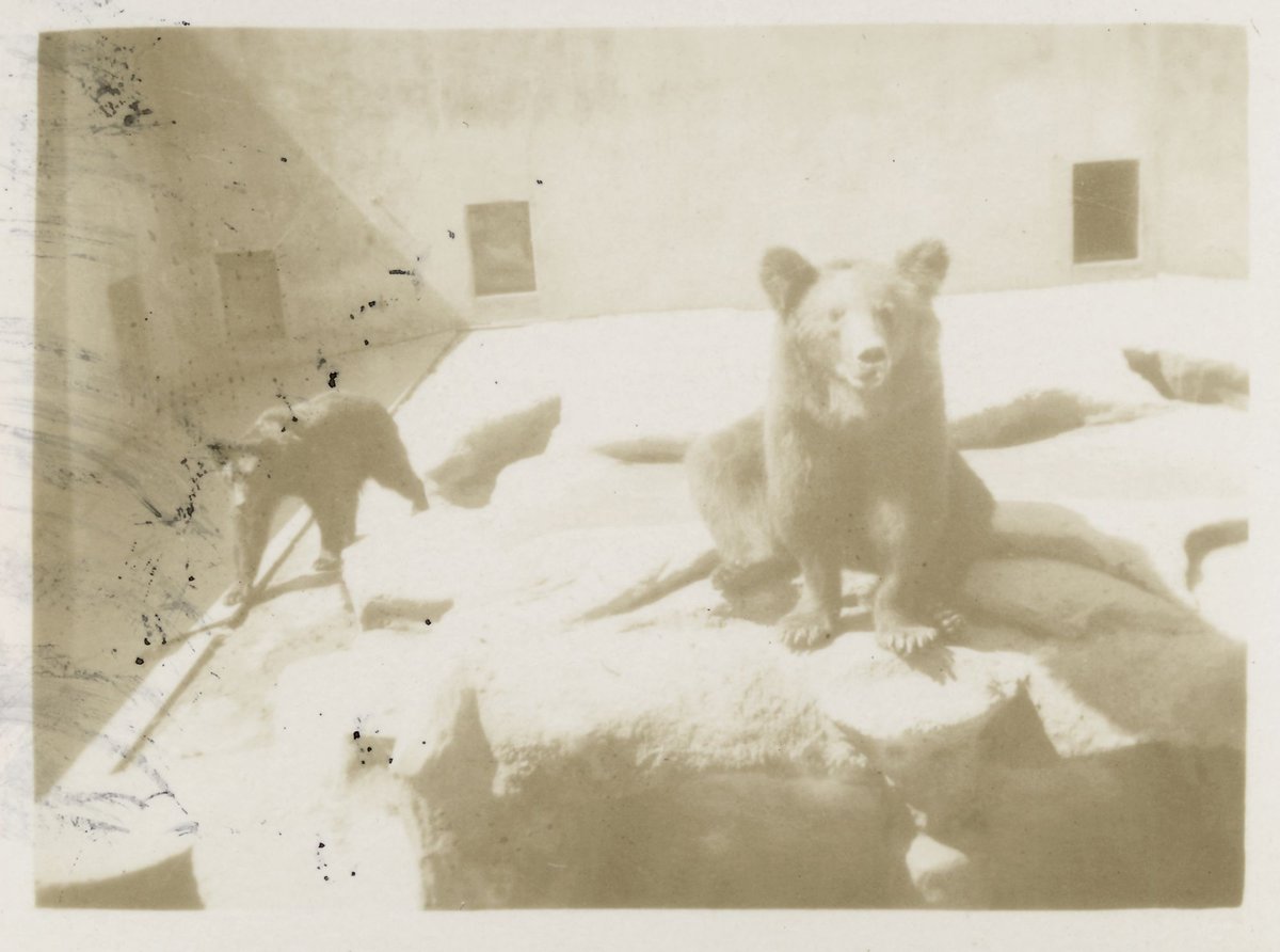 Zoo Melbourne, Royal Park (1939–45)