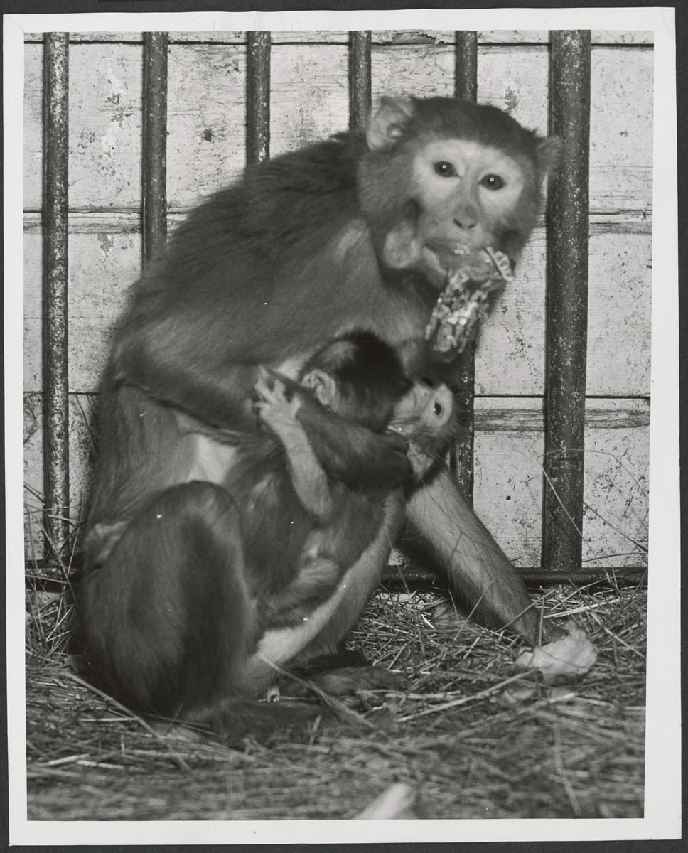 Chimpanzees and other primates at Melbourne Zoo, Parkville (1929–50)