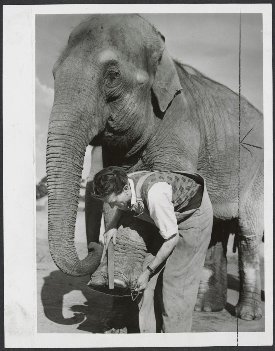 Peggy, the Melbourne Zoo elephant being given a pedicure and brush by keeper Carl Mackaway, Parkville (1949–54)