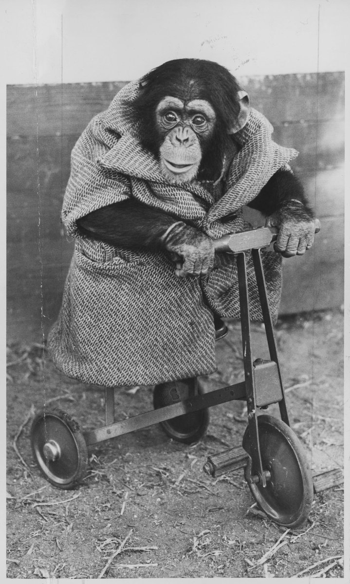 Chimpanzees and other primates at Melbourne Zoo, Parkville (1929–50)