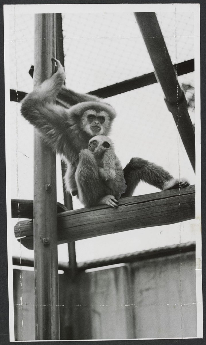 Chimpanzees and other primates at Melbourne Zoo, Parkville (1929–50)