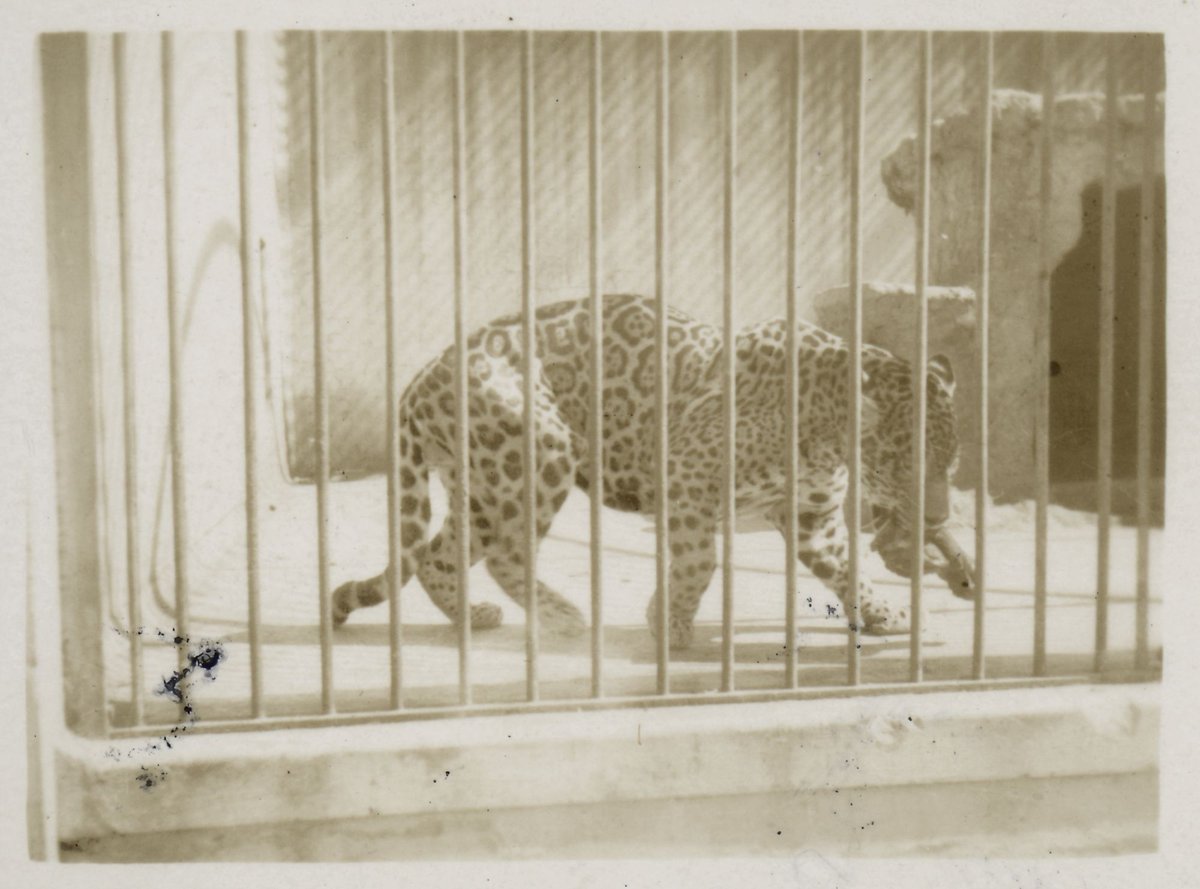 Zoo Melbourne, Royal Park (1939–45)