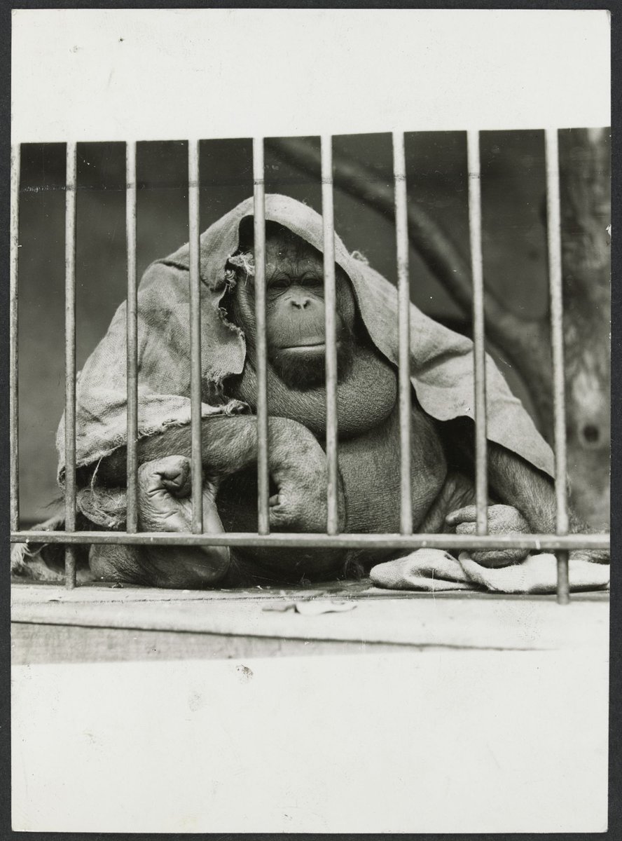 Chimpanzees and other primates at Australian zoos, mainly Melbourne zoo, Parkville (1937–54)