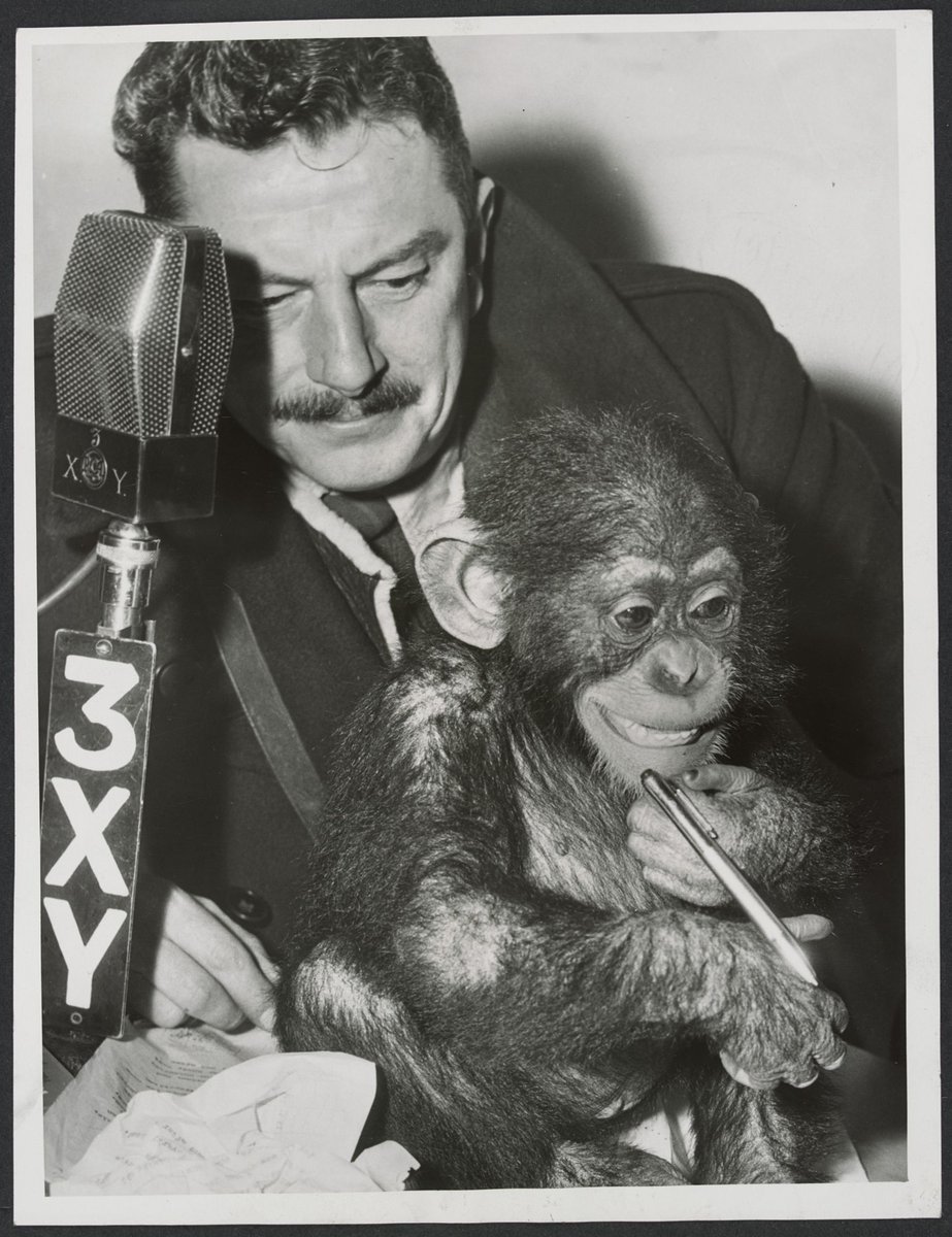 Chimpanzees and other primates at Australian zoos, mainly Melbourne zoo, Parkville (1937–54)