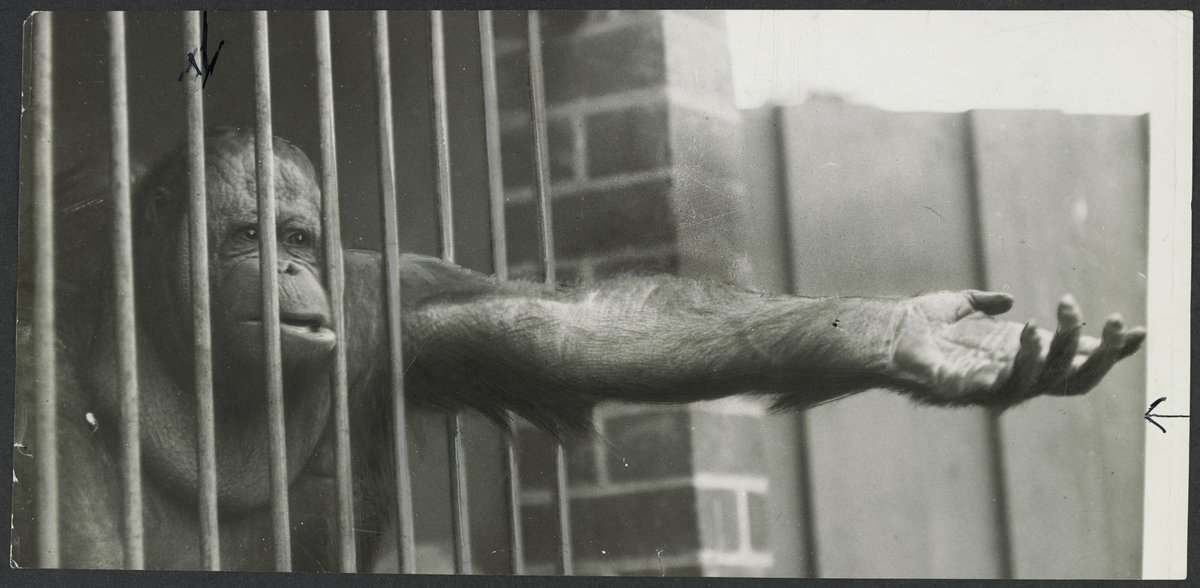 Chimpanzees and other primates at Australian zoos, mainly Melbourne zoo, Parkville (1937–54)