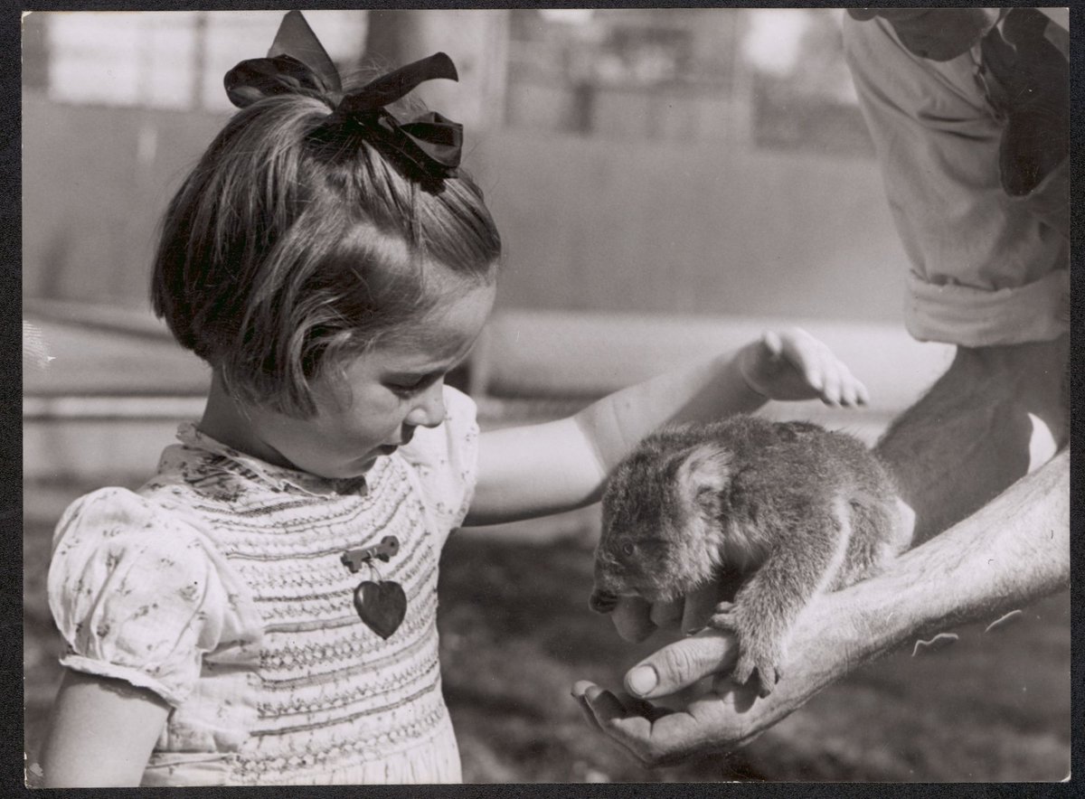 Janice Robinson and Jack Pinches at Melbourne zoo with baby koala, Parkville (1944)
