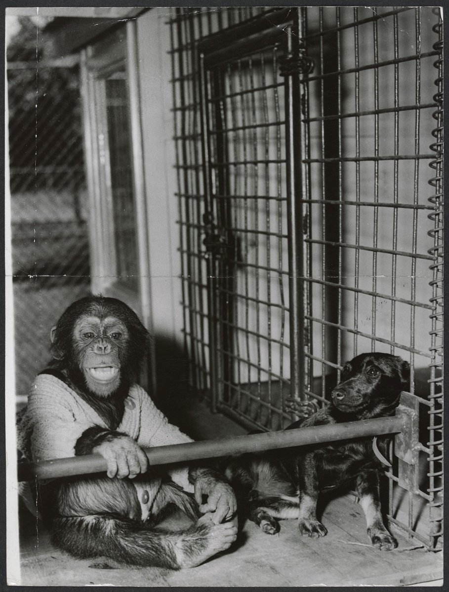 Chimpanzees and other primates at Melbourne Zoo, Parkville (1929–50)