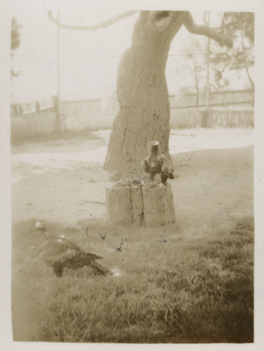 Zoo Melbourne, Royal Park (1939–45)