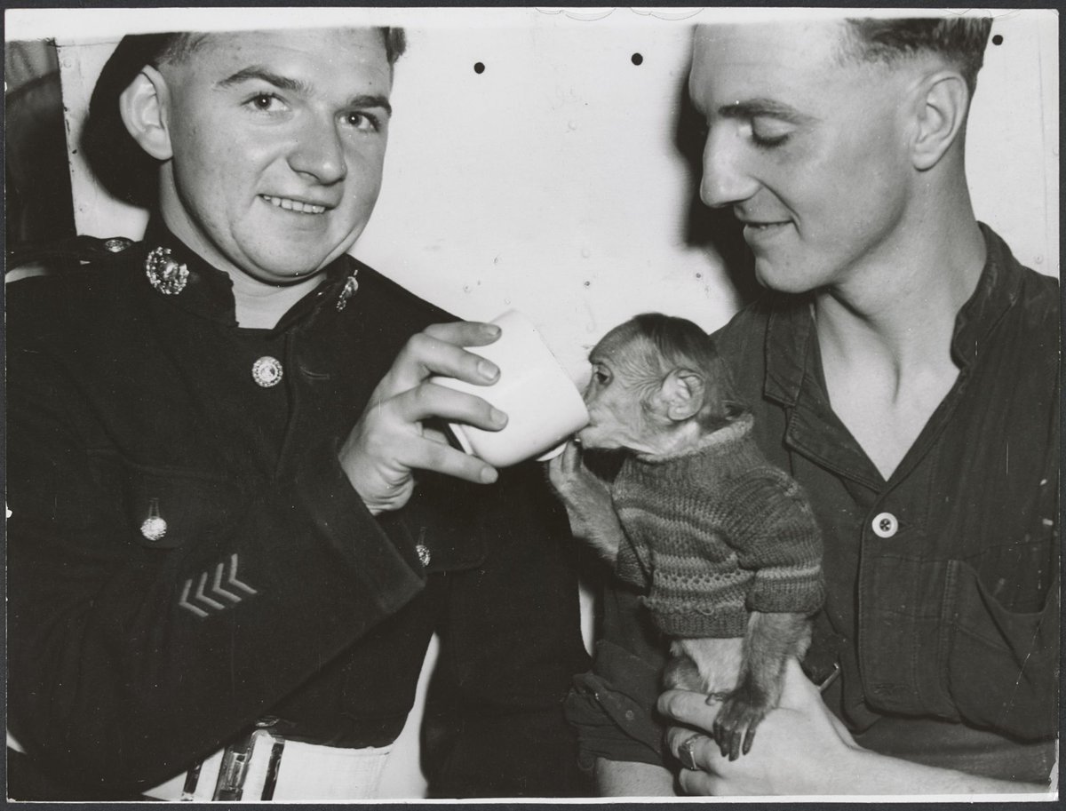 Chimpanzees and other primates at Australian zoos, mainly Melbourne zoo, Parkville (1937–54)