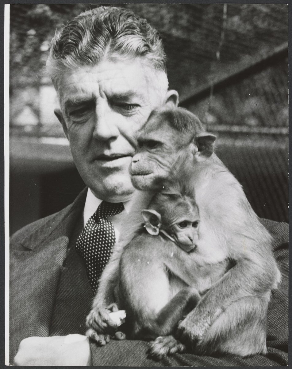 Chimpanzees and other primates at Melbourne Zoo, Parkville (1929–50)