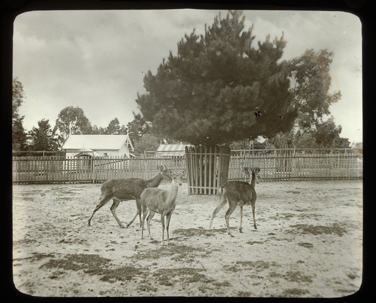 At the zoo, Melbourne, Parkville (1875–1938)