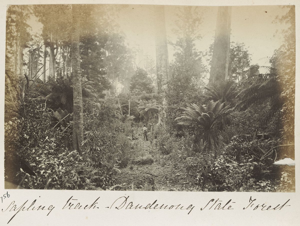 Sapling track - Dandenong State Forest (c. 1860)