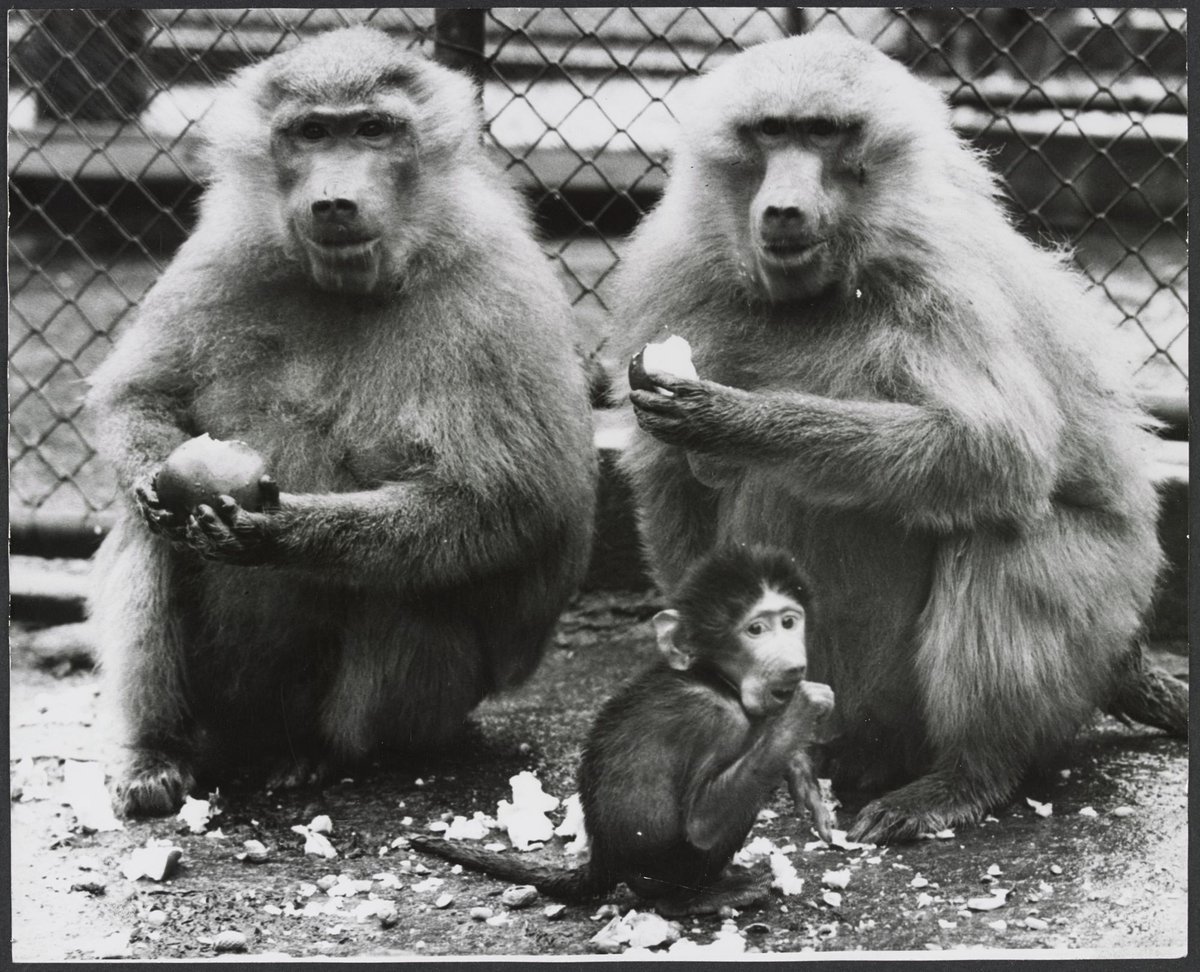 Chimpanzees and other primates at Australian zoos, mainly Melbourne zoo, Parkville (1937–54)