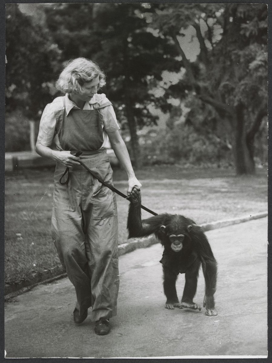 Chimpanzees and other primates at Australian zoos, mainly Melbourne zoo, Parkville (1937–54)